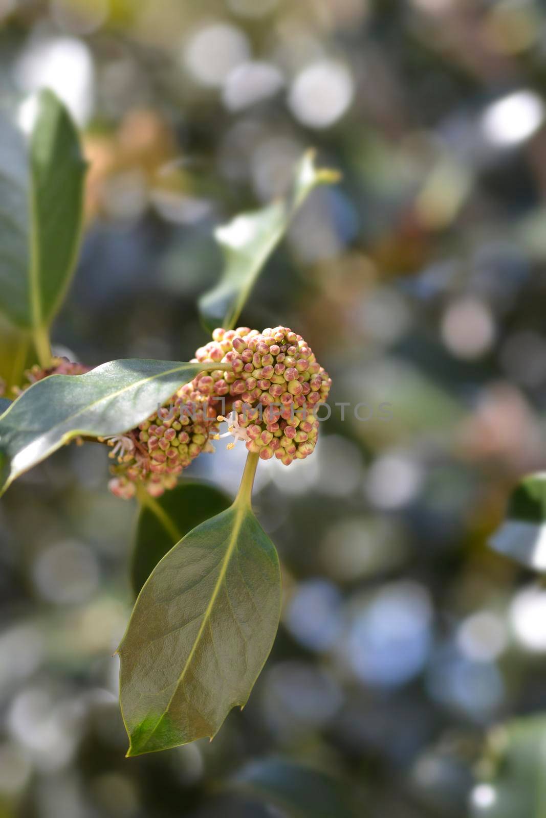 Common Holly flower buds - Latin name - Ilex aquifolium