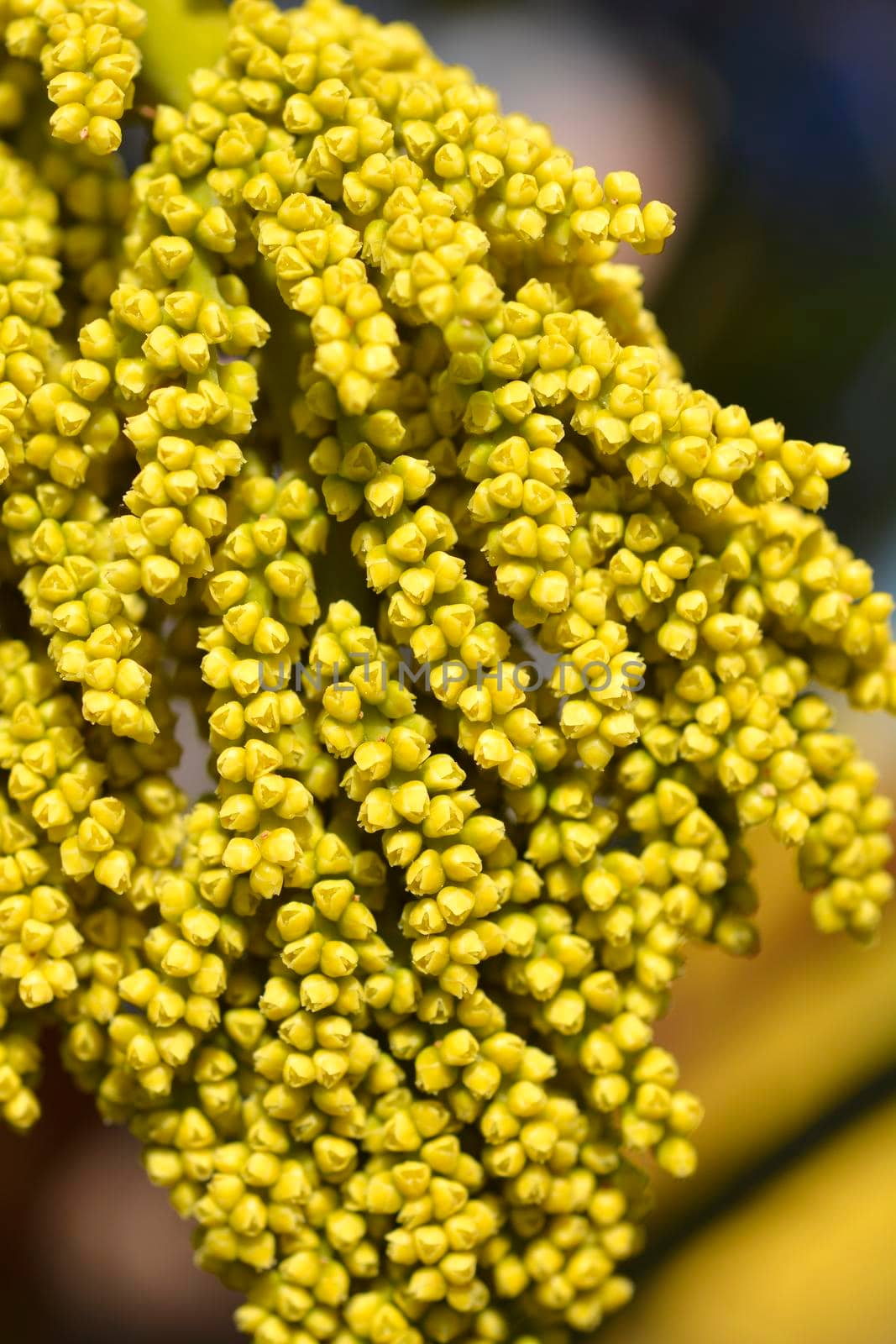 Chinese windmill palm flower detail - Latin name - Trachycarpus fortunei