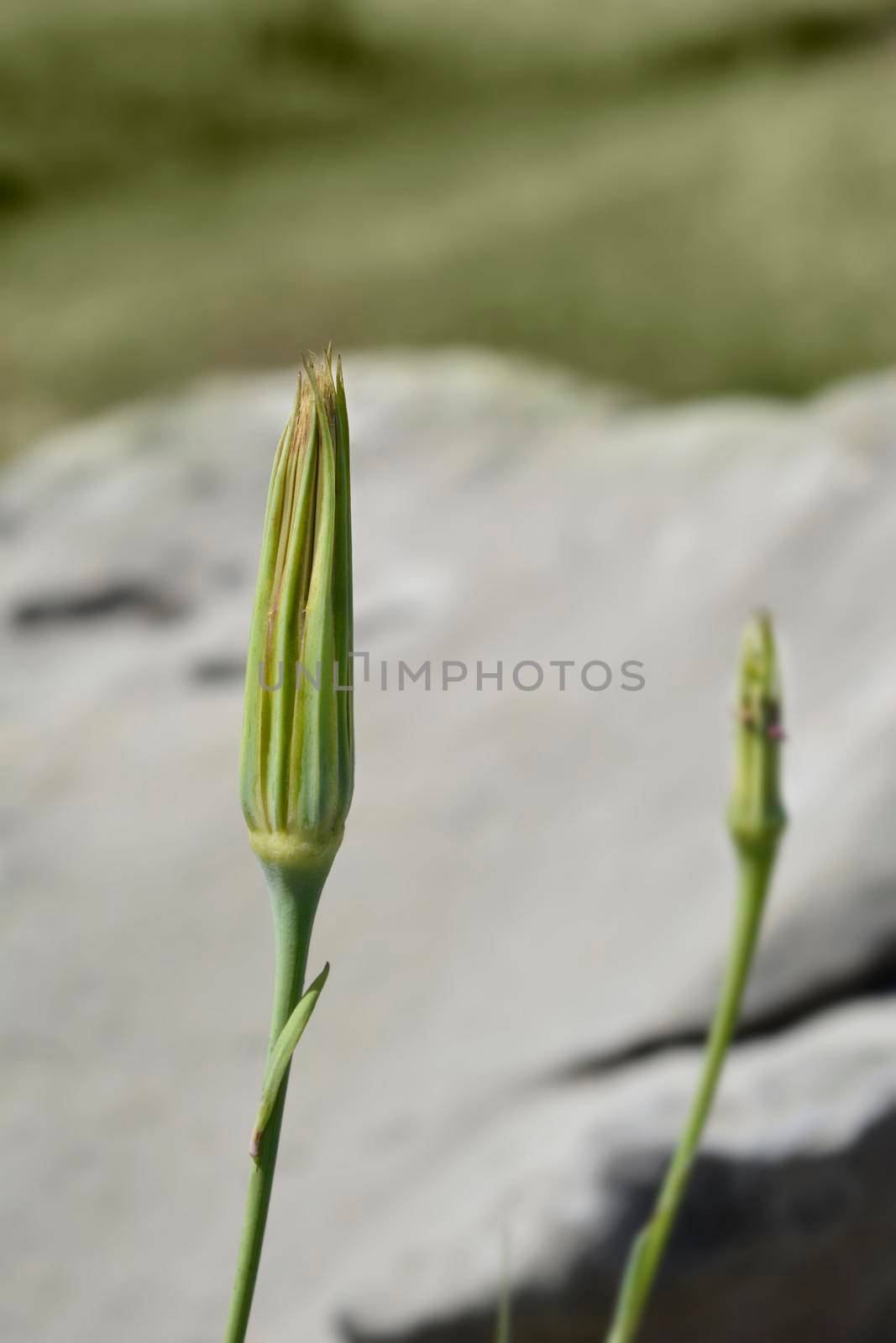 Common salsify seed head - Latin name - Tragopogon porrifolius