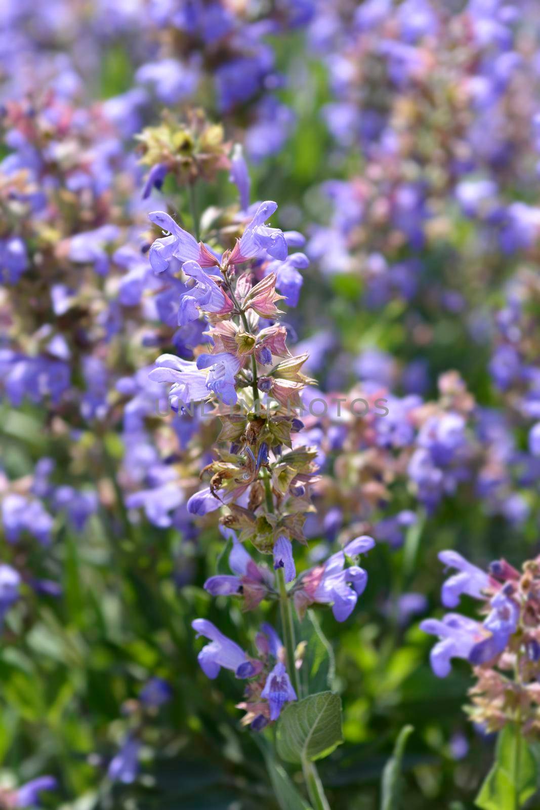 Common sage flowers - Latin name - Salvia officinalis