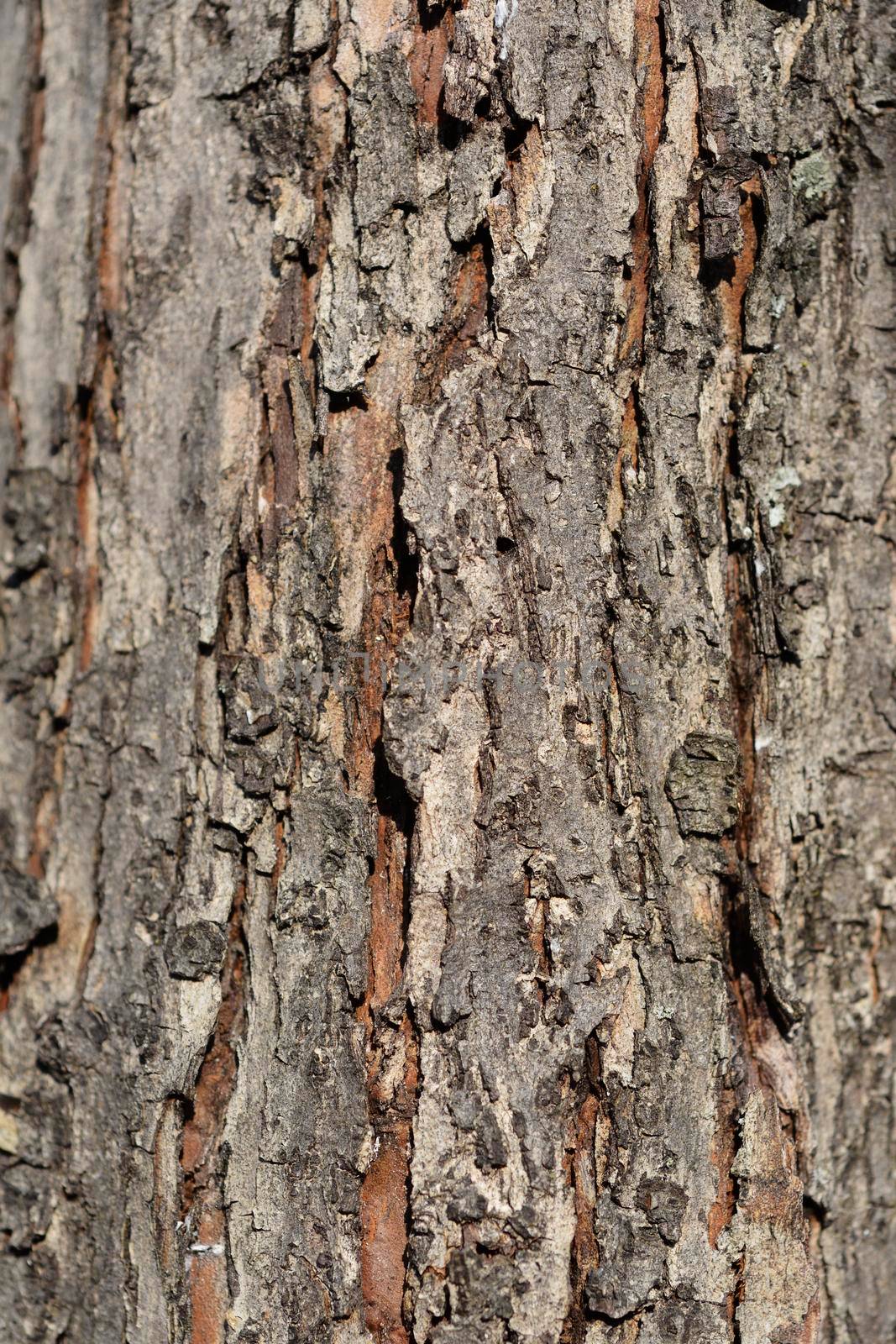 Common Hawthorn bark detail - Latin name - Crataegus monogyna