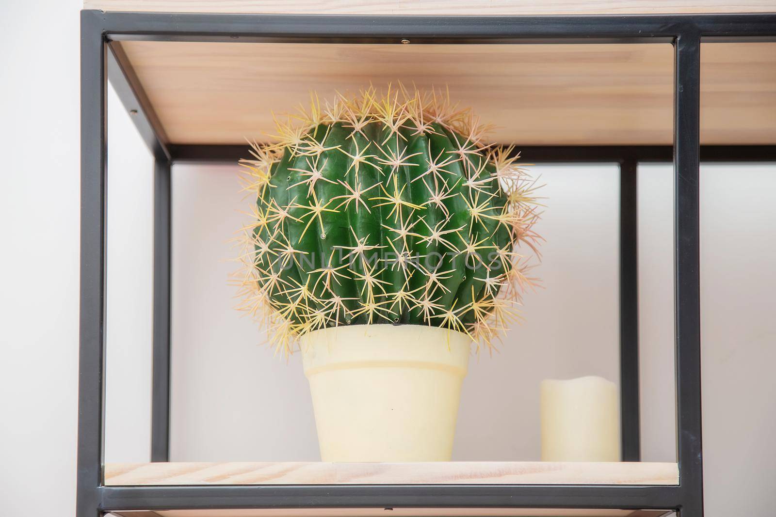 A huge cactus flower in a pot on a metal rack in the style of minimalism in the living room in a scandinavian style