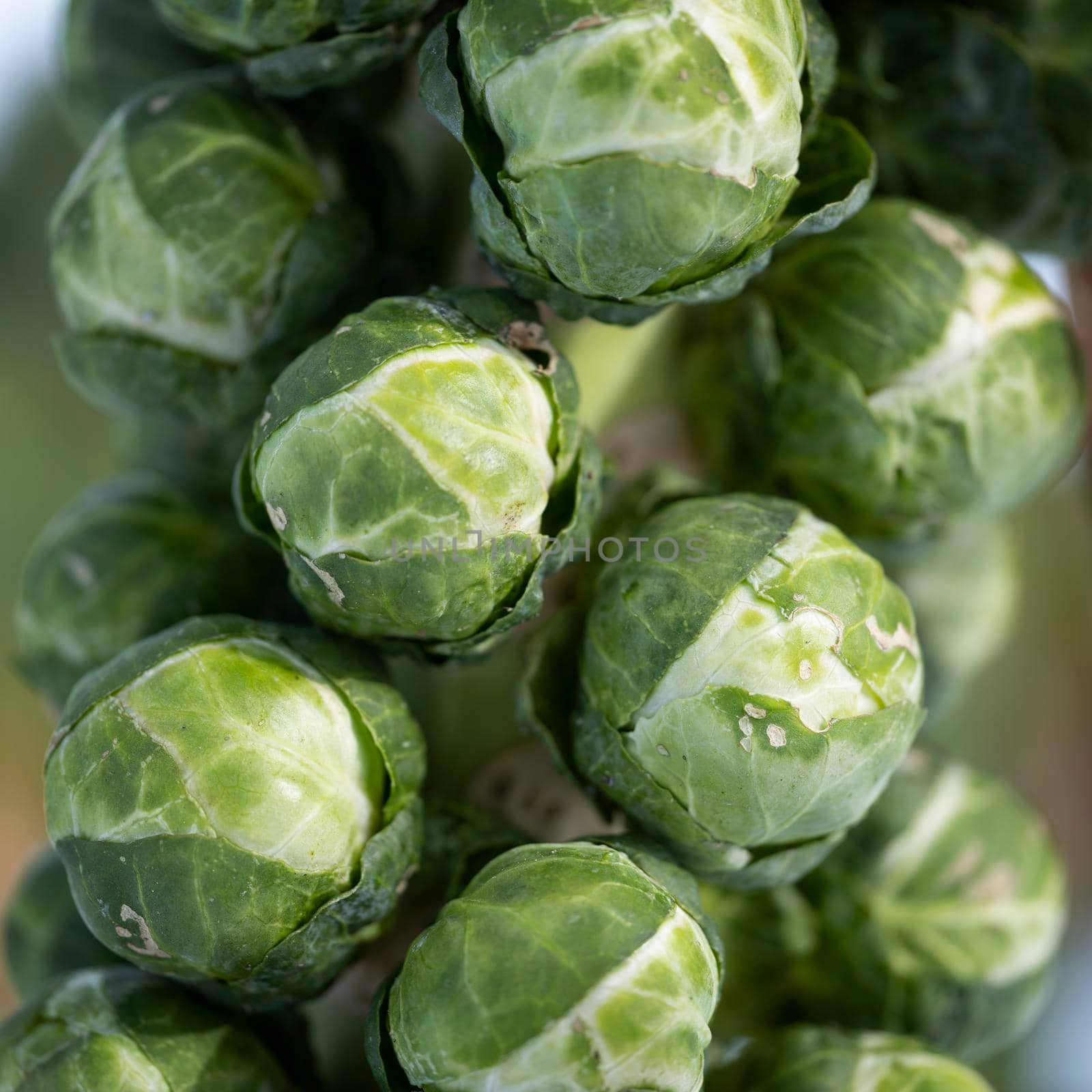 square picture of brussels sprouts on plant in closeup