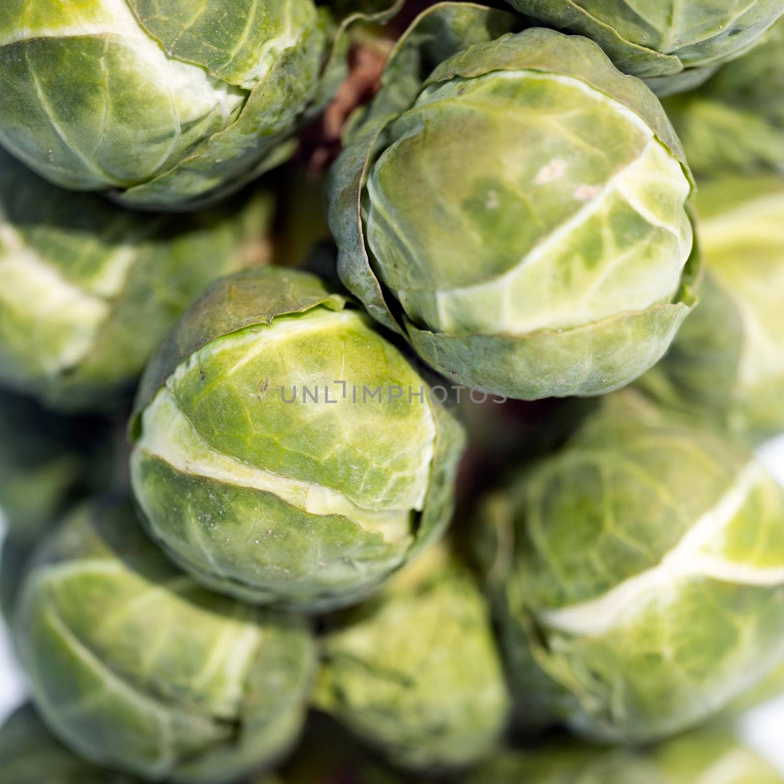 brussels sprouts on plant in closeup by ahavelaar
