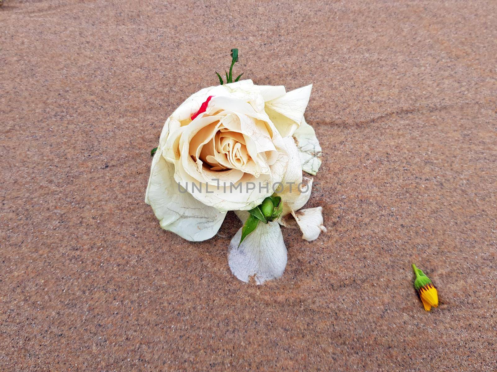 White rose at the beach near the ocean by devy