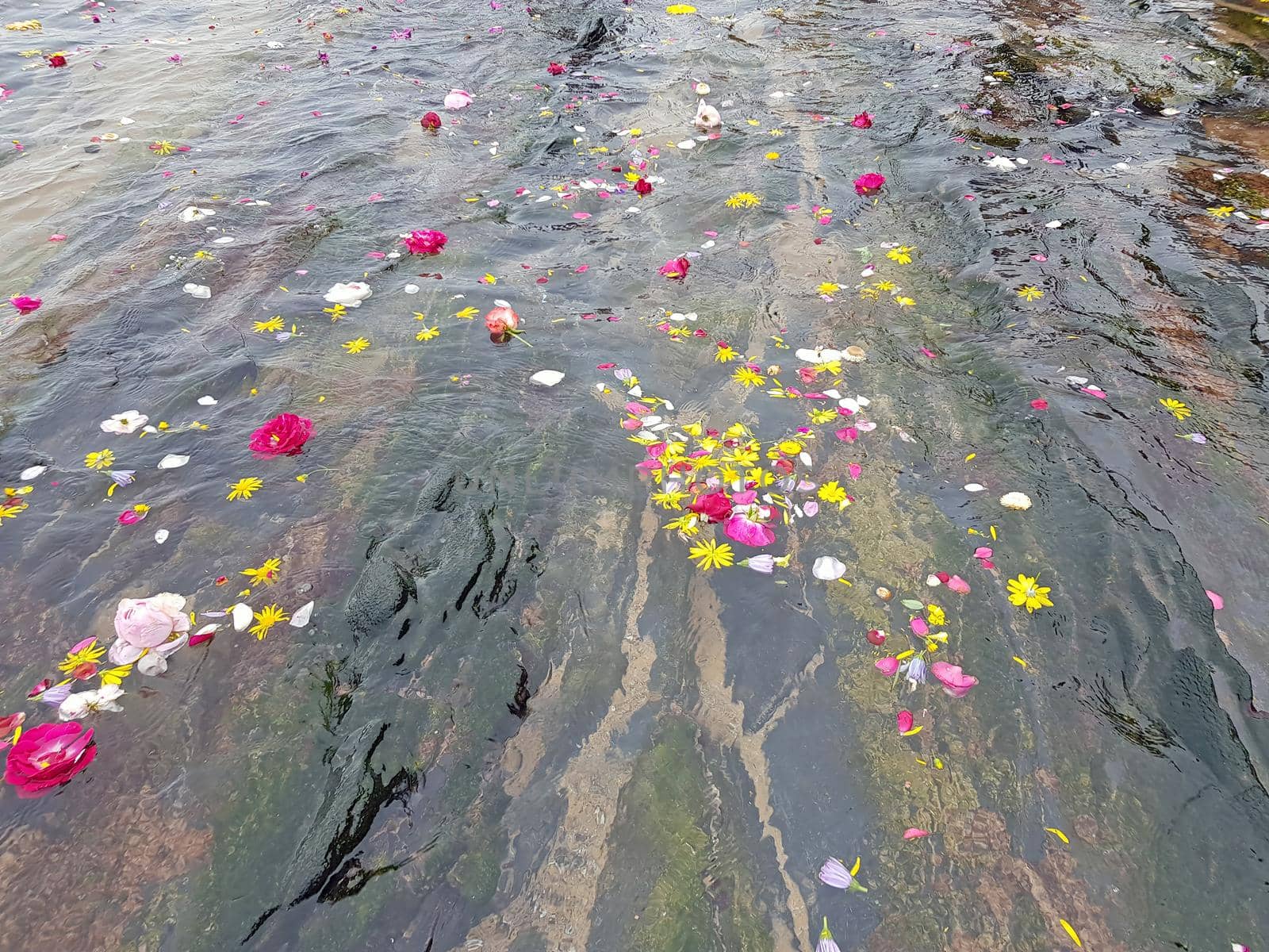 Flowers floating in the atlantic ocean by devy