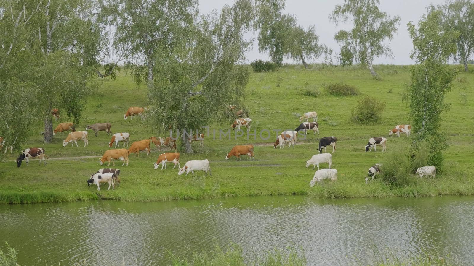 Landscape with a herd of cows in the on coast of the lake cinemagraph by aarrows