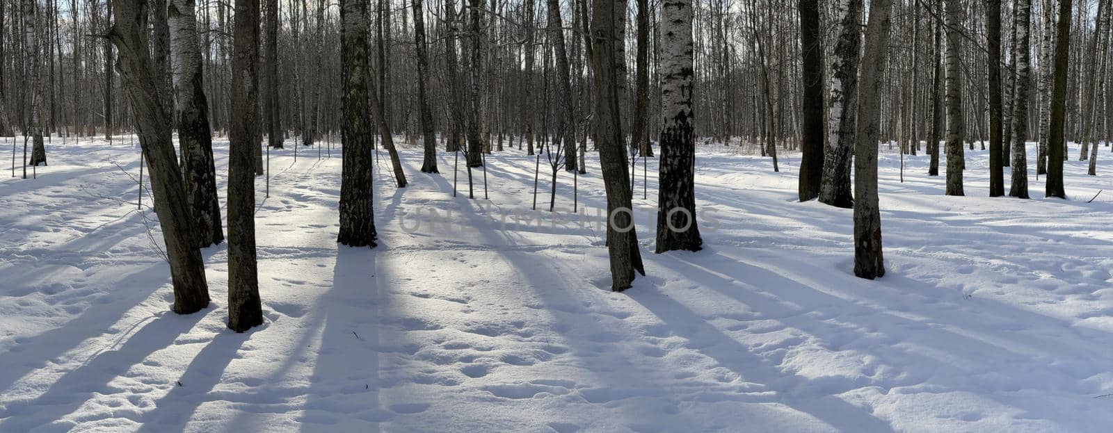 Panoramic image of winter park, shadow of black trunks of trees at sunset by vladimirdrozdin