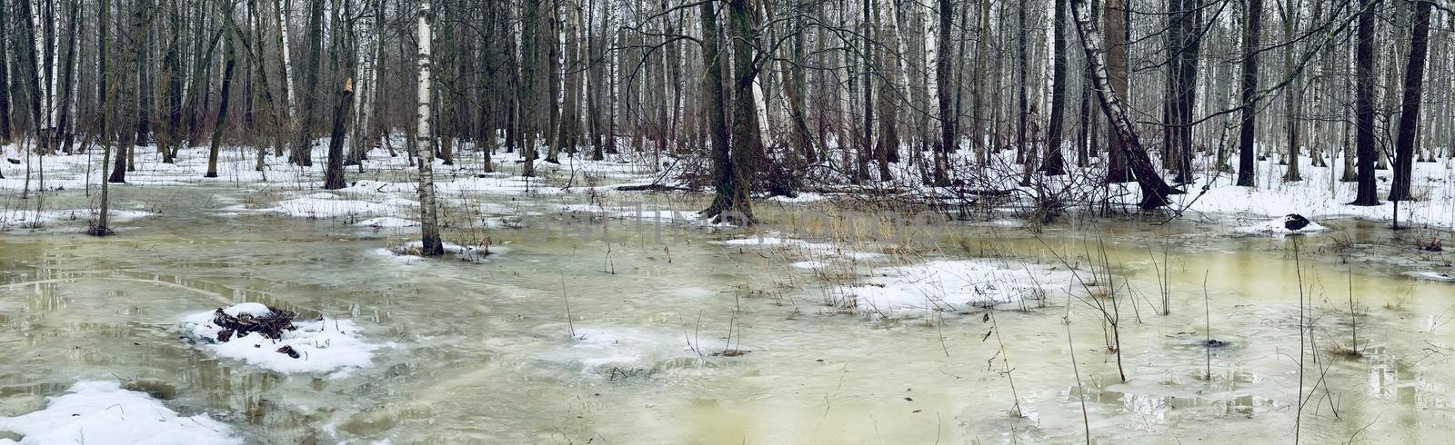 The panoramic image of winter park, black trunks of trees stand in water, cloudy weather by vladimirdrozdin