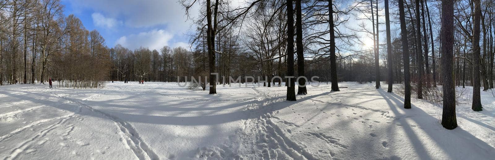 Panoramic image of winter park, shadow of black trunks of trees. High quality photo