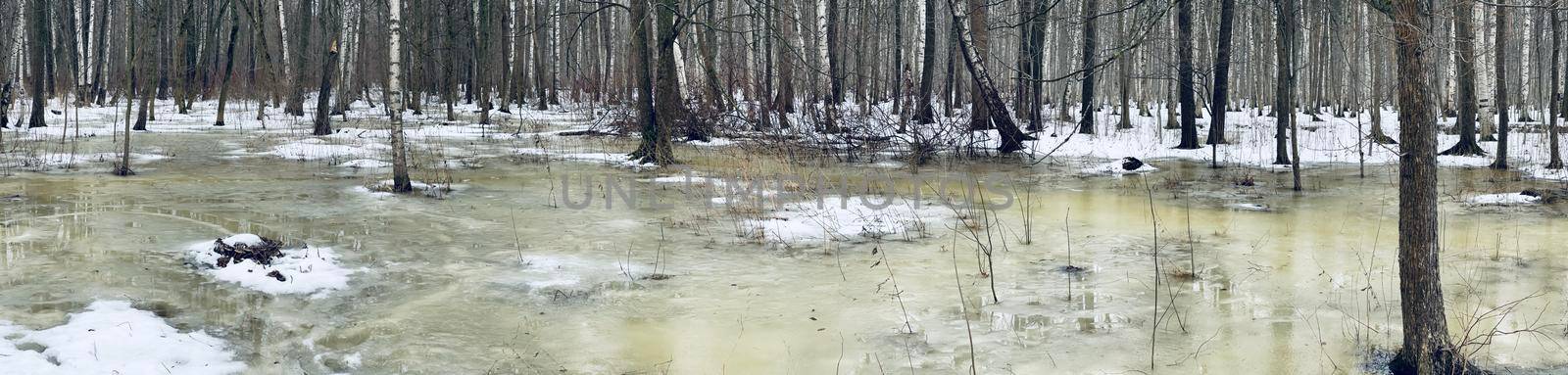 The panoramic image of winter park, black trunks of trees stand in water, cloudy weather. High quality photo