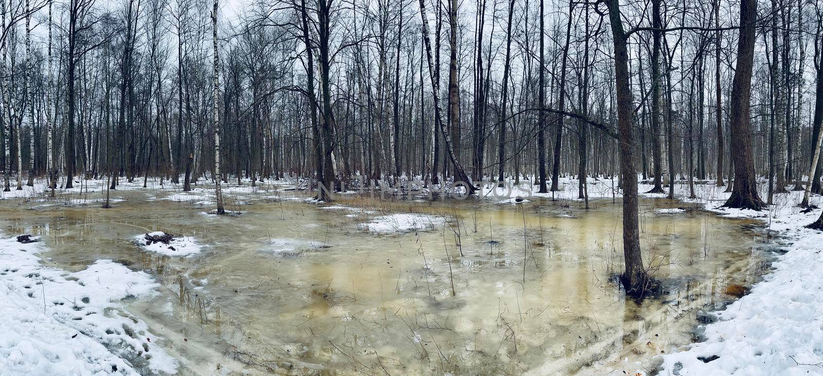 The panoramic image of winter park, black trunks of trees stand in water, cloudy weather. High quality photo