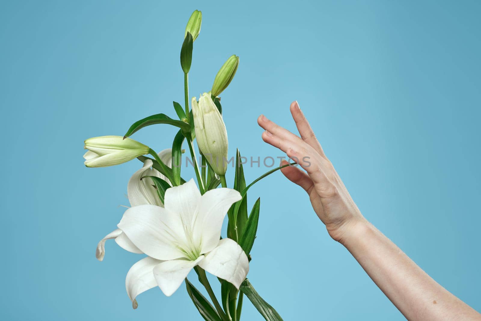 bouquet of white flowers on blue background and female hand cropped view by SHOTPRIME