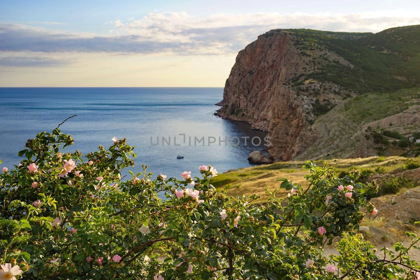 The wild rose Bush with pink flowers and green leaves on a background of sea, sky and rocks.