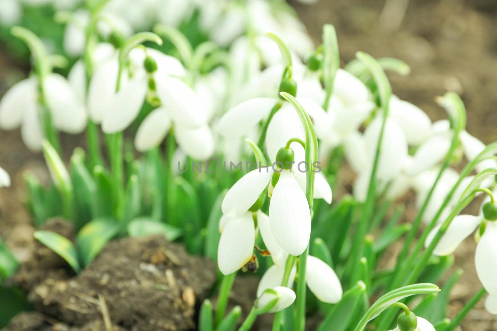 Beautiful spring snowdrop flowers (Galanthus nivalis), closeup