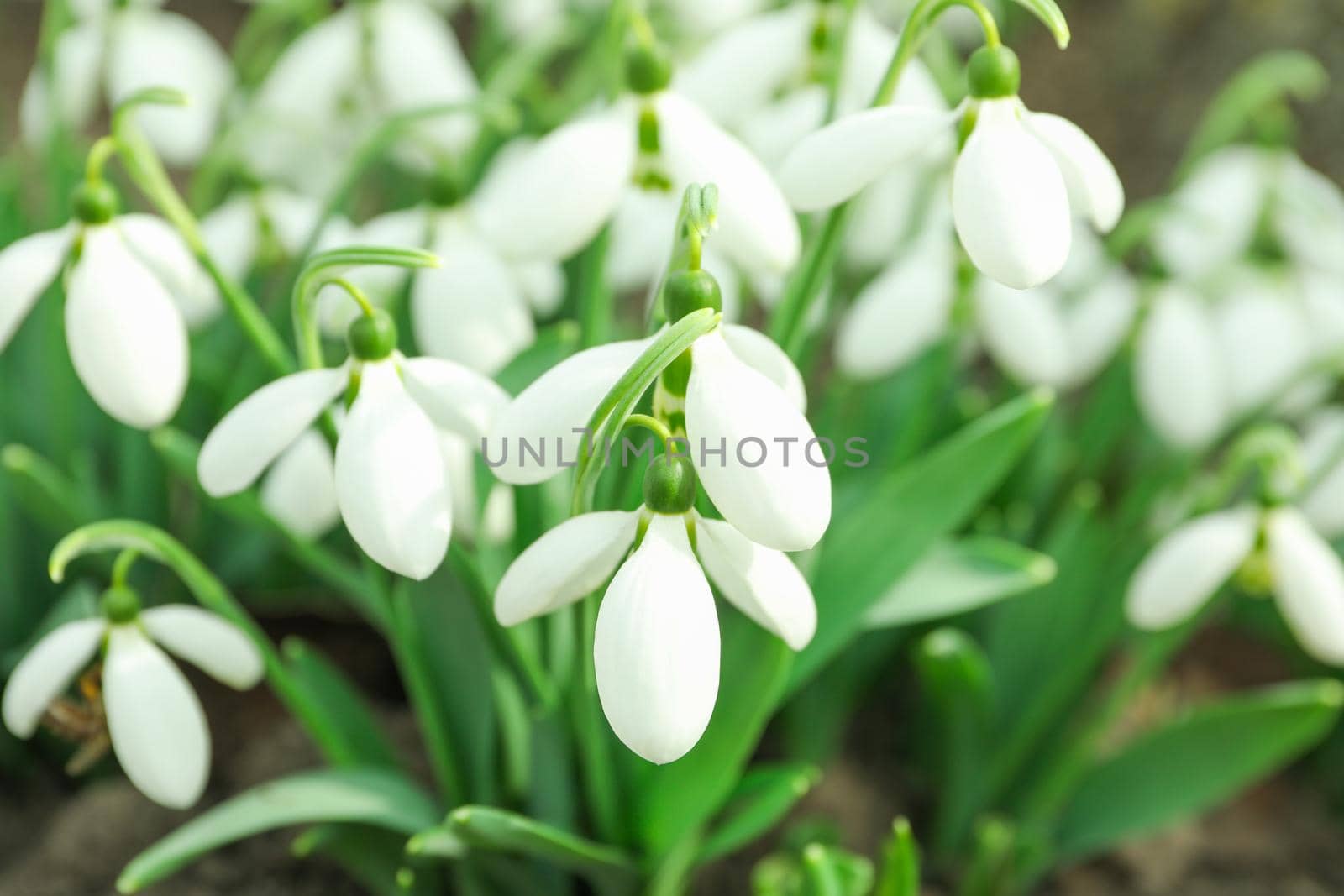 Beautiful spring snowdrop flowers (Galanthus nivalis), closeup