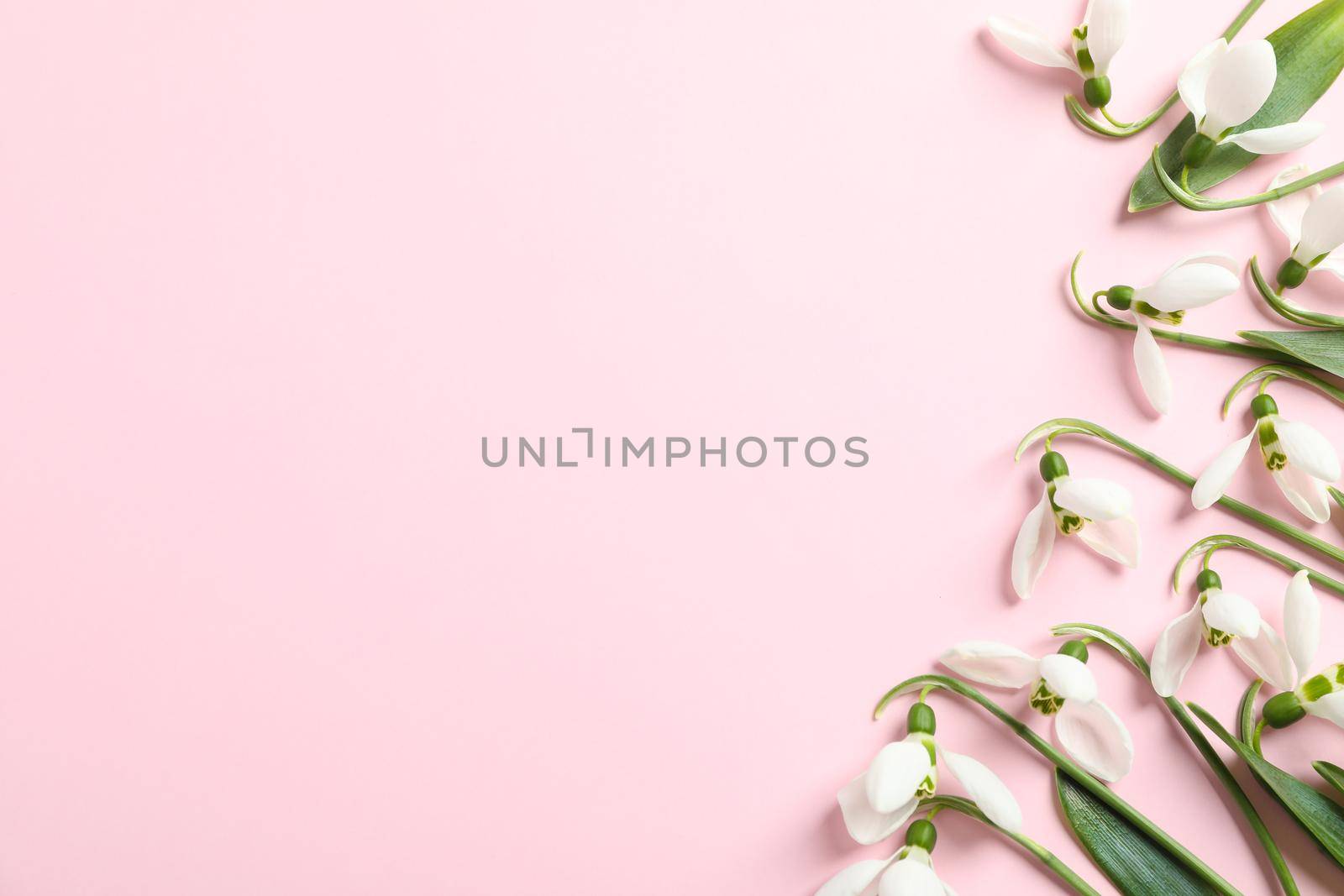 Beautiful spring snowdrop flowers on color background, space for text