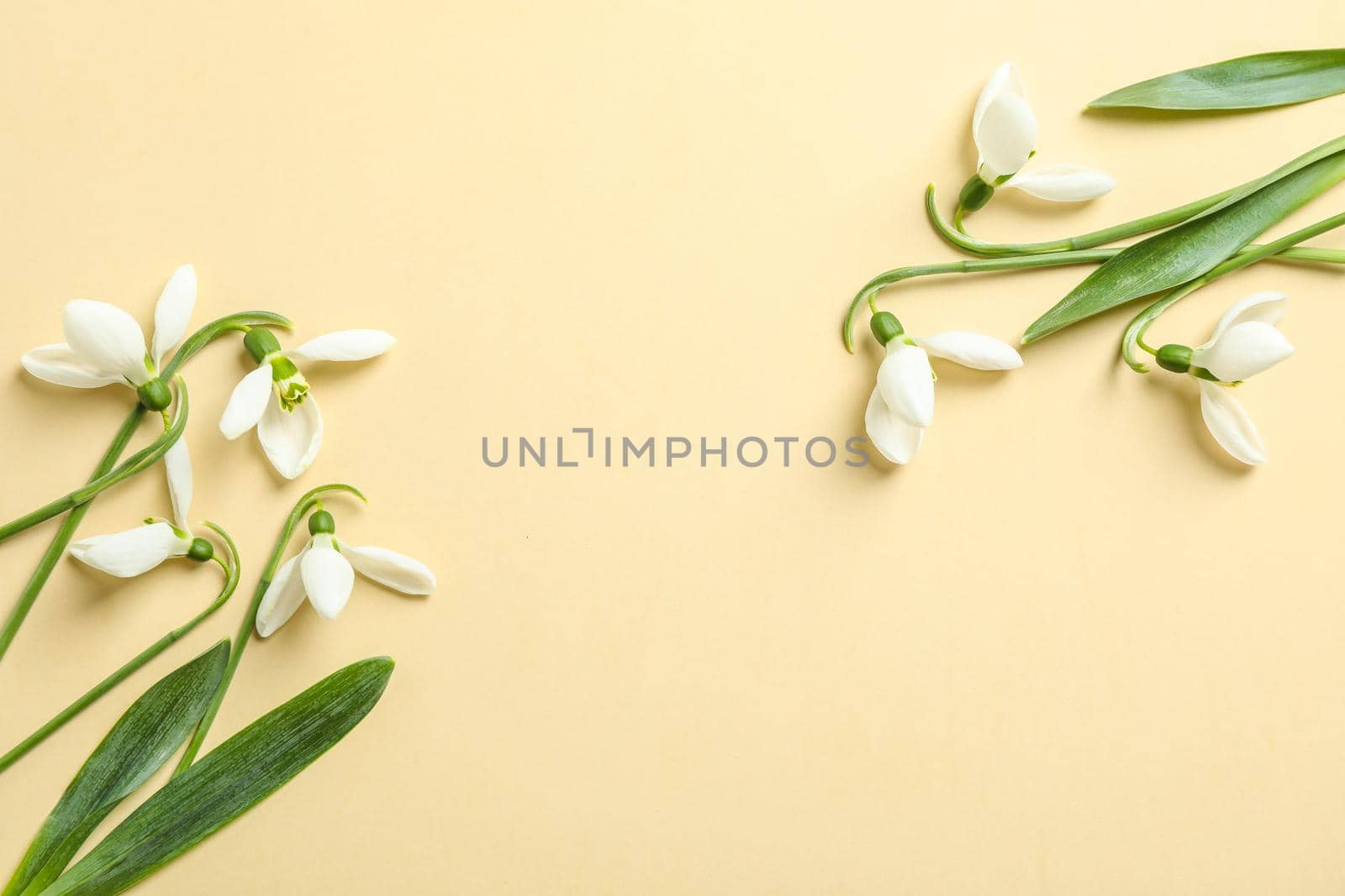 Beautiful spring snowdrop flowers on color background, space for text