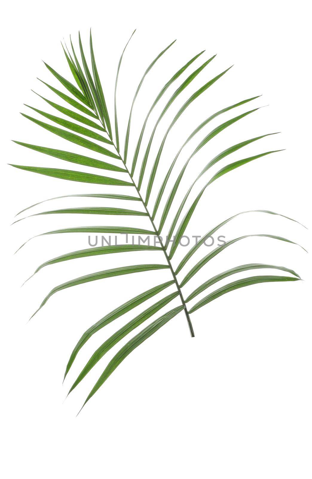 Beautiful tropical palm leaf on white background by AtlasCompany