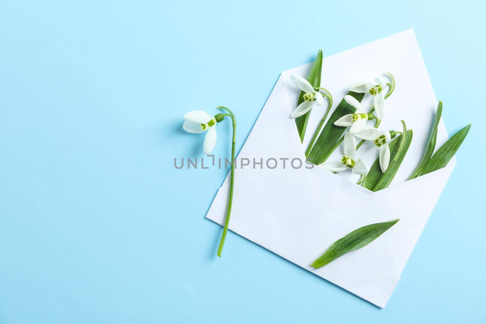 Envelope with snowdrop flowers on color background, space for text by AtlasCompany