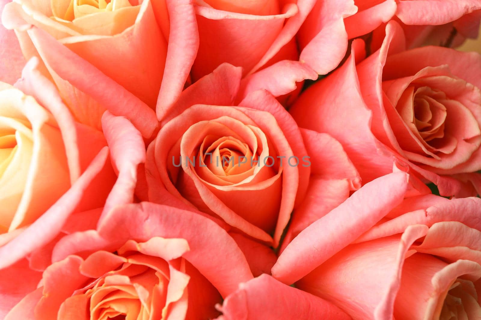 Beautiful fresh orange roses as background, closeup