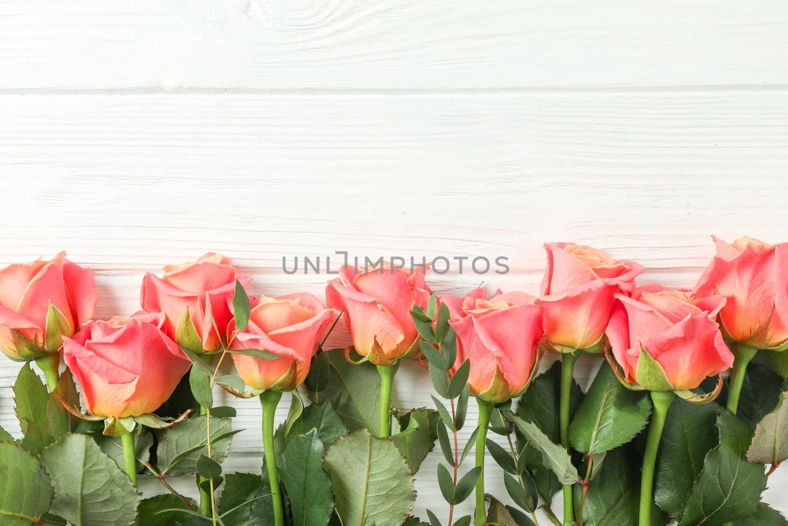 Beautiful orange roses on white background, space for text by AtlasCompany