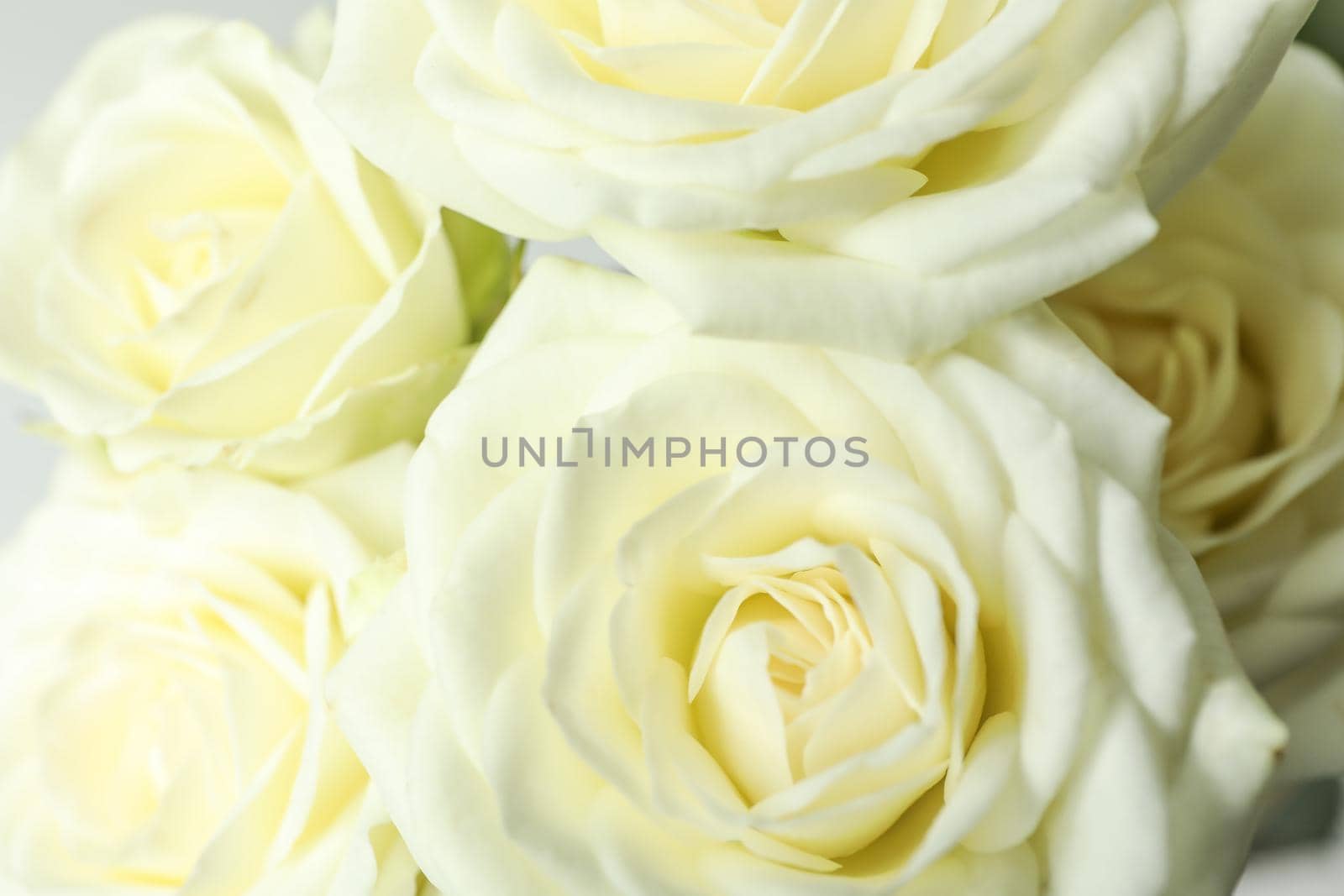 Beautiful fresh white roses as background, closeup by AtlasCompany