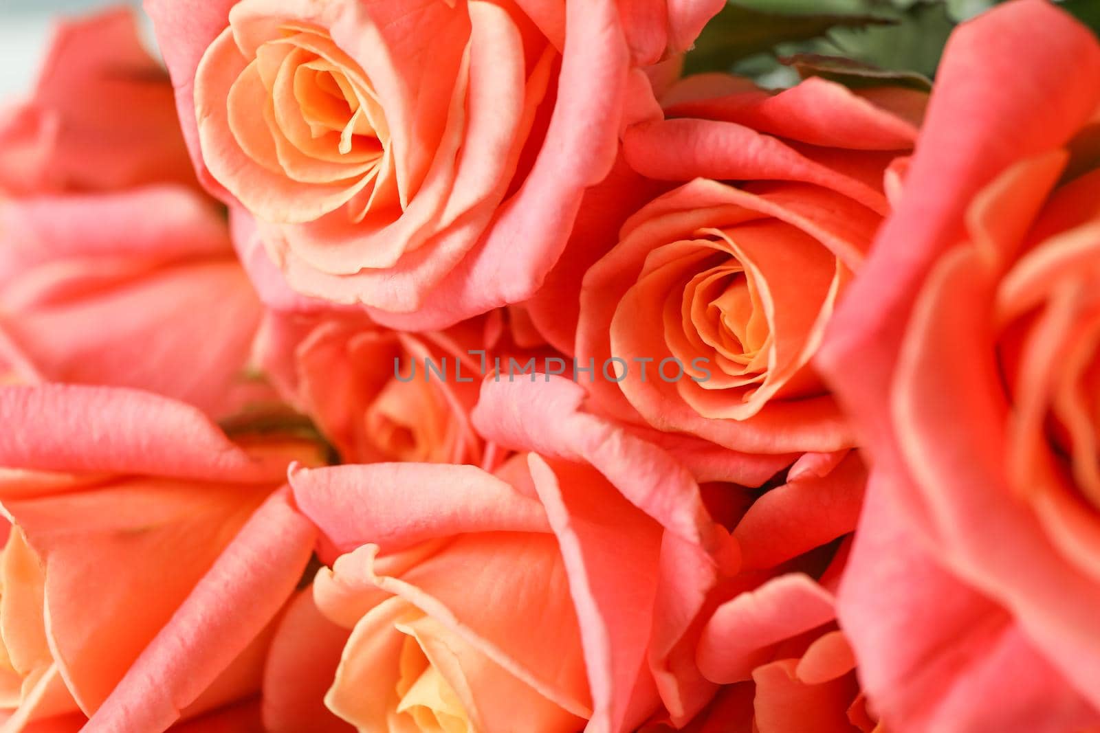 Beautiful fresh orange roses as background, closeup