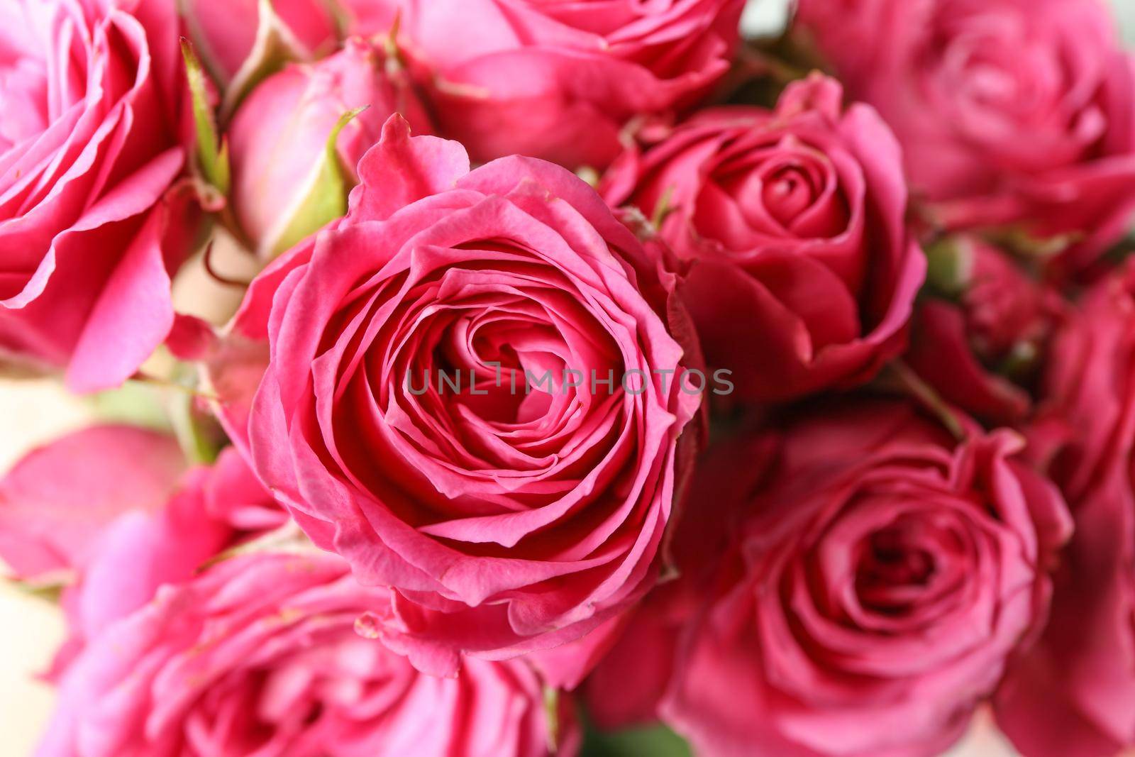 Beautiful fresh pink roses as background, closeup by AtlasCompany