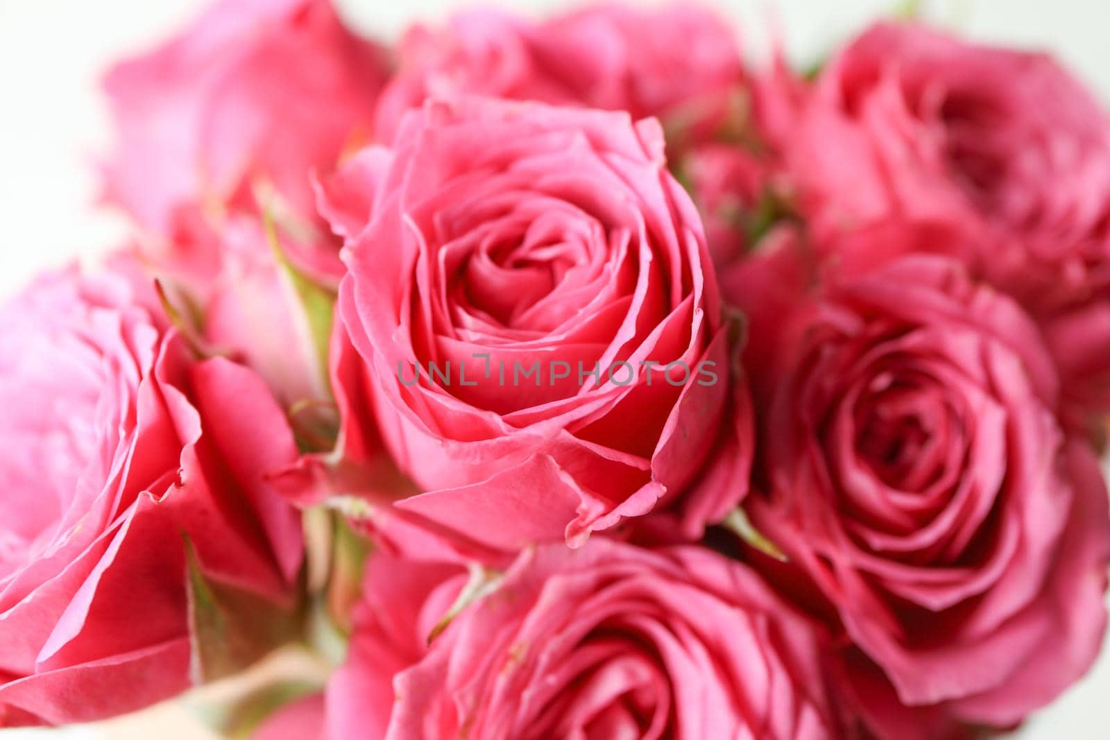 Beautiful fresh pink roses as background, closeup by AtlasCompany