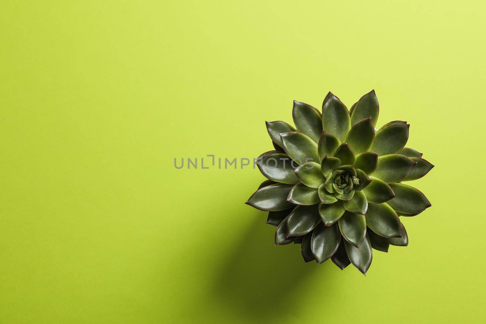 Beautiful succulent plant on color background, top view. Space for text by AtlasCompany