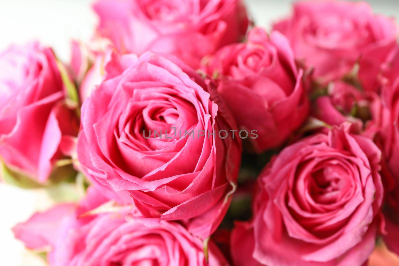 Beautiful fresh pink roses as background, closeup by AtlasCompany