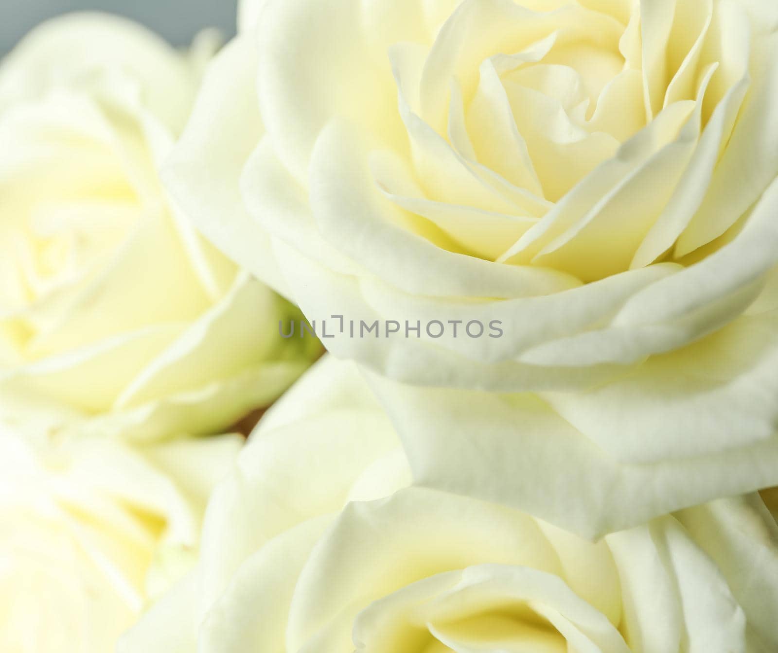 Beautiful fresh white roses as background, closeup by AtlasCompany