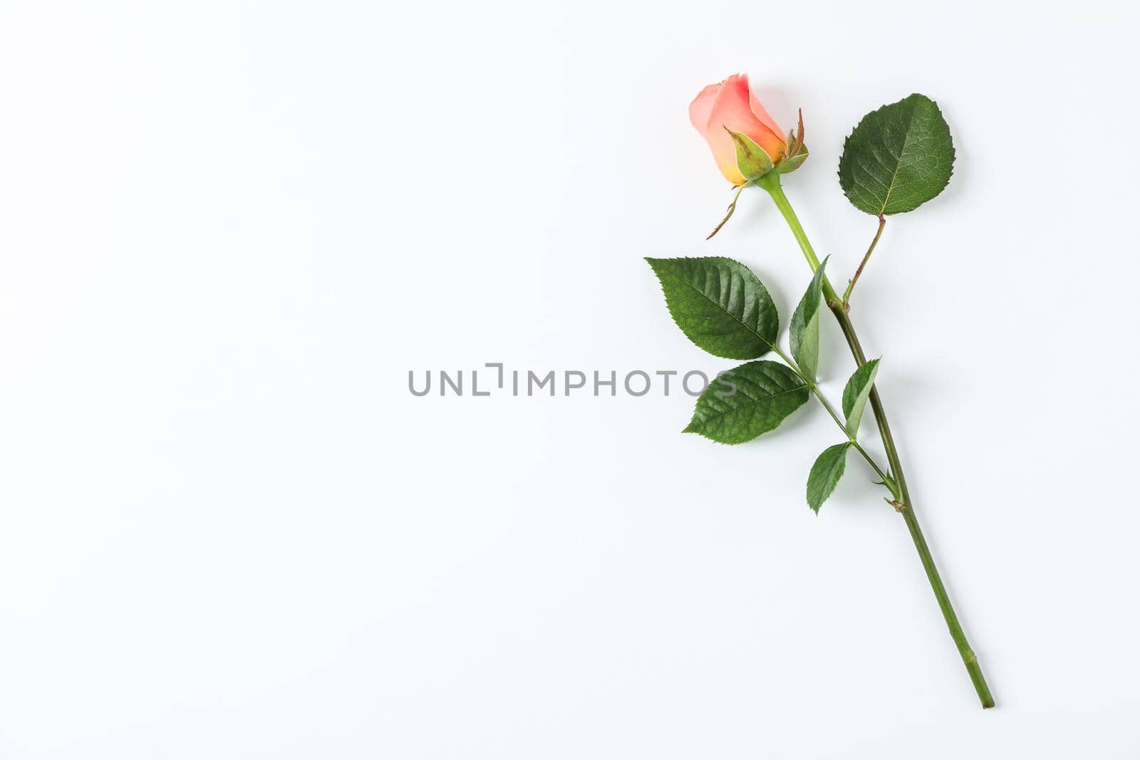 Beautiful orange rose on white background, space for text