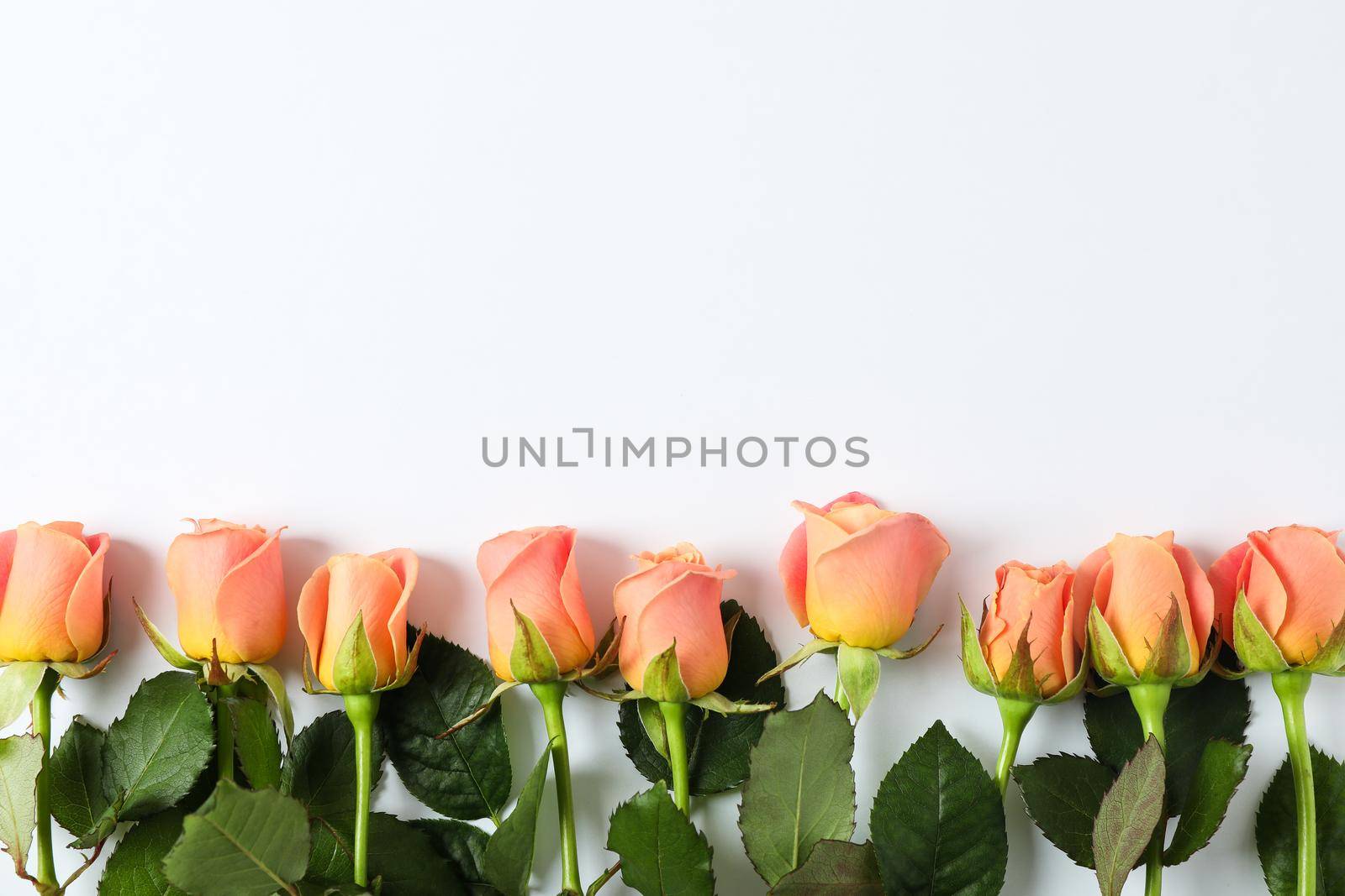 Beautiful fresh roses with space for text on white background, top view by AtlasCompany