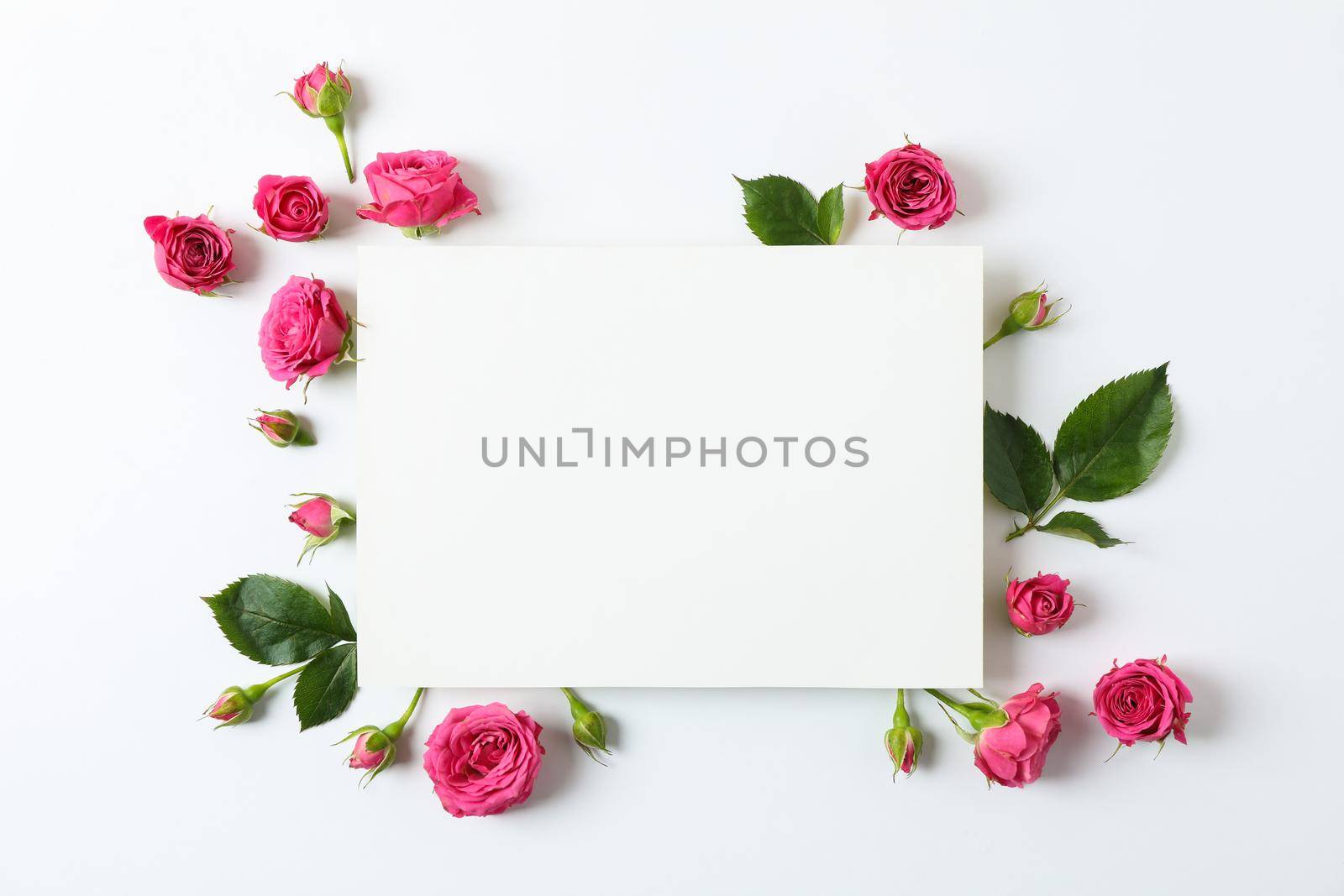 Beautiful pink roses and square with space for text on white background