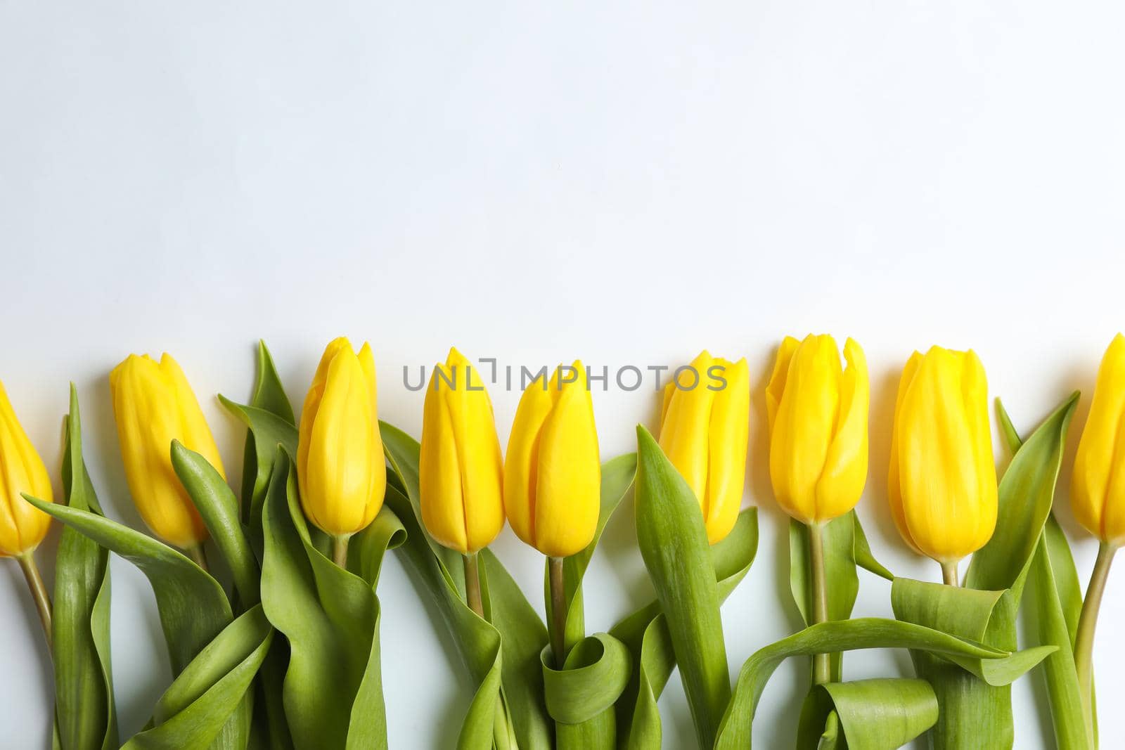Composition with beautiful yellow tulips on light background. Space for text