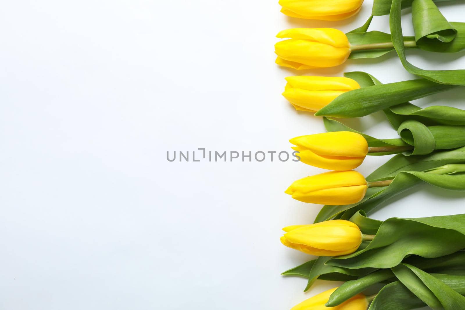 Composition with beautiful yellow tulips on light background. Space for text