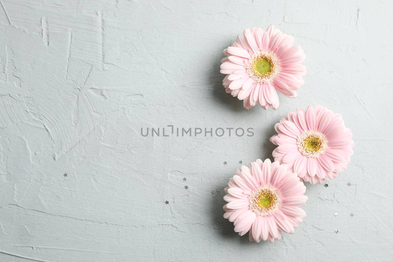 Beautiful pink gerbera flowers with little stars on gray background. Space for text