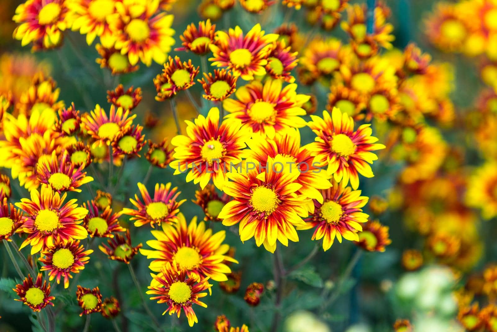 Floral background flower yellow chrysanthemums on the garden bed.