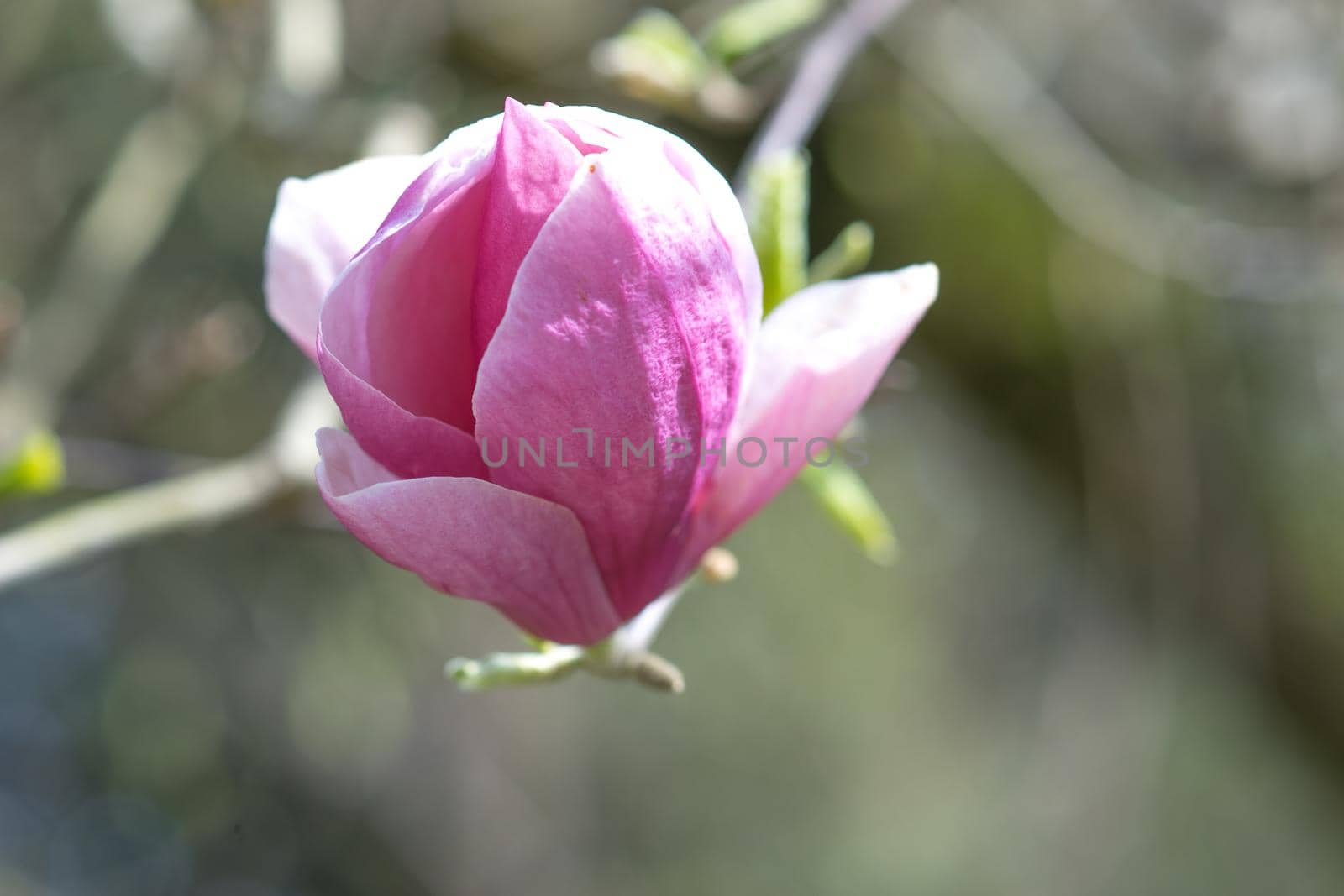 Spring flowers of pink Magnolia on long branches on light background in clear day