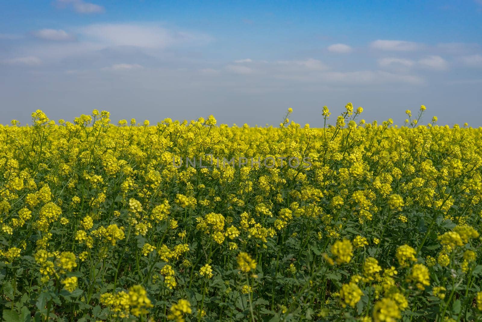Natural landscape with a rapeseed field under the blue sky.
