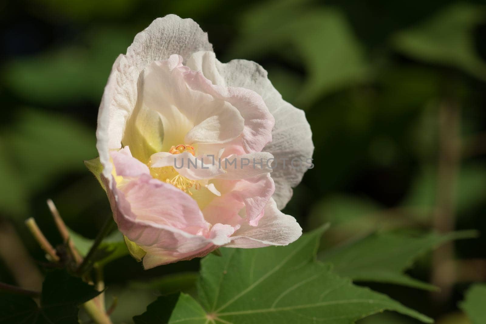Pink cream large hibiscus flower on a background of dark green leaves