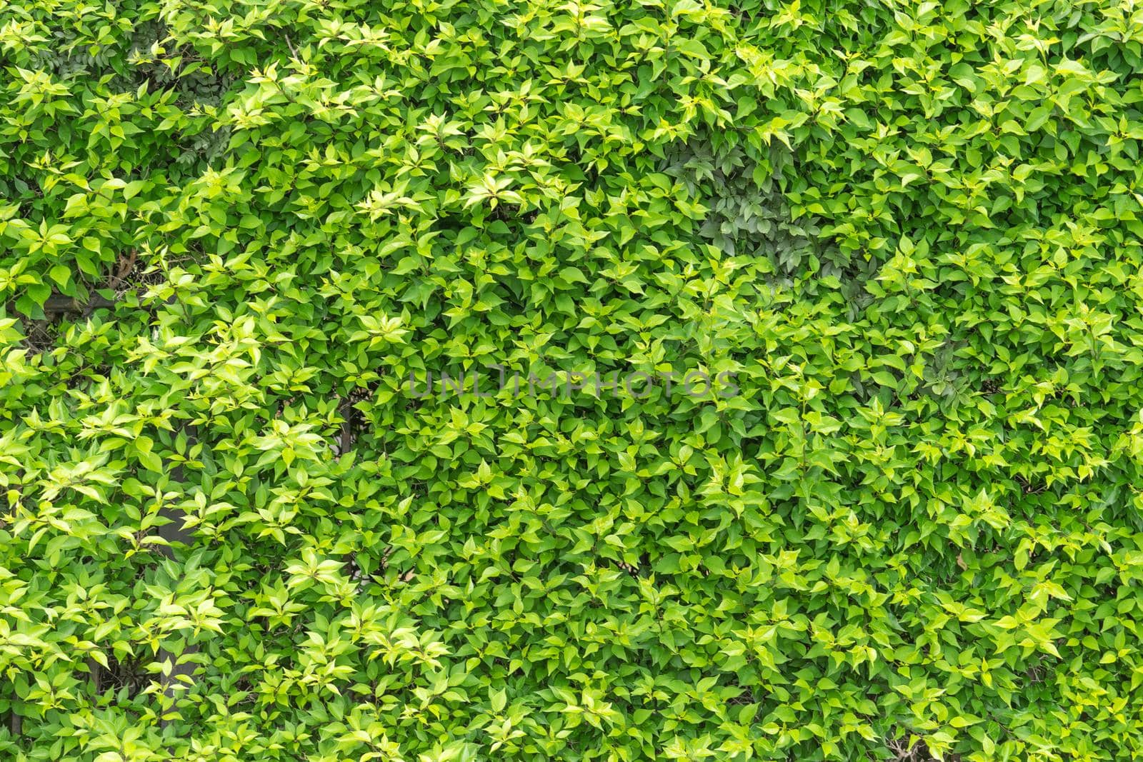 Natural background of green leaves on a Sunny day