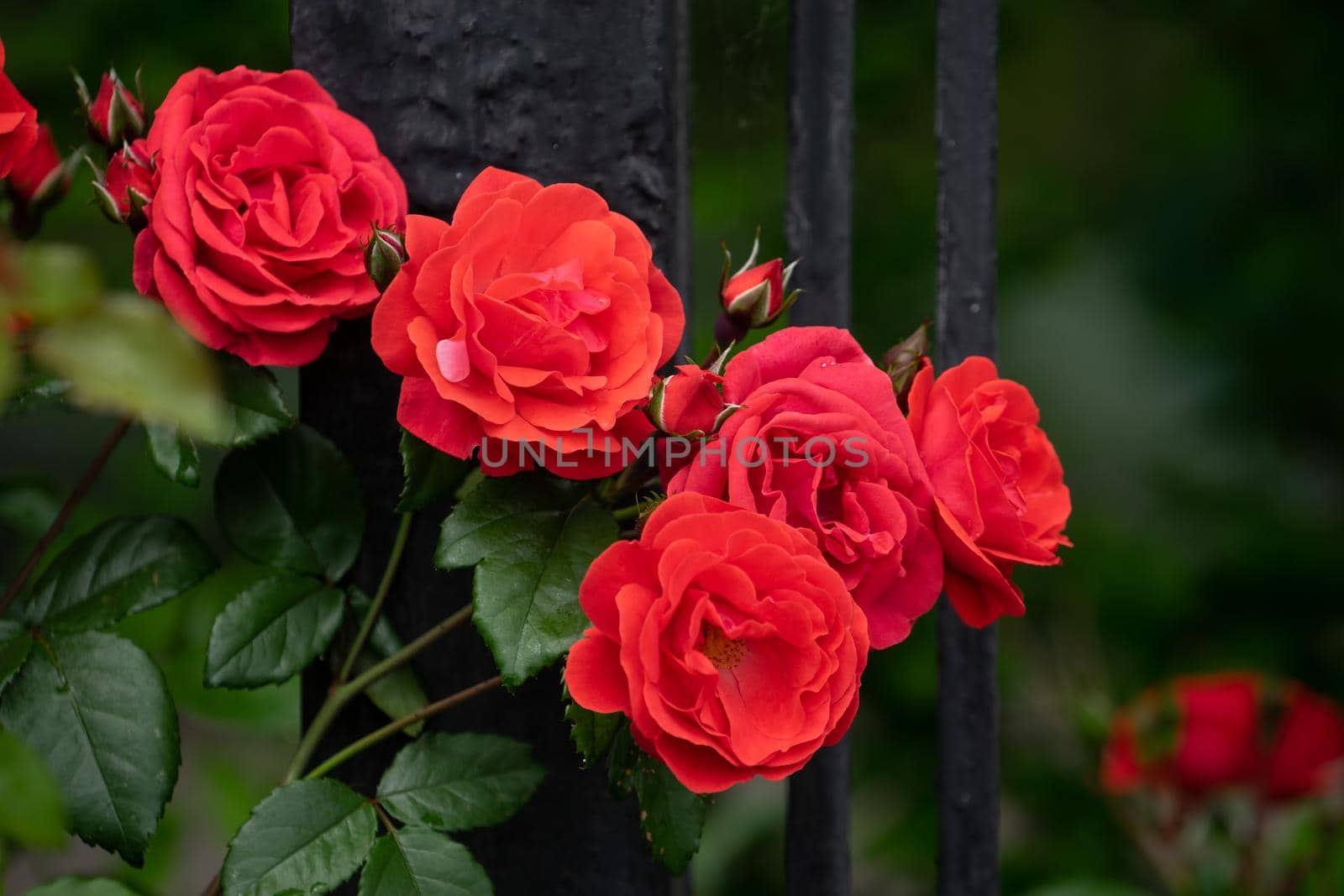Red Roses on a bush in a garden.