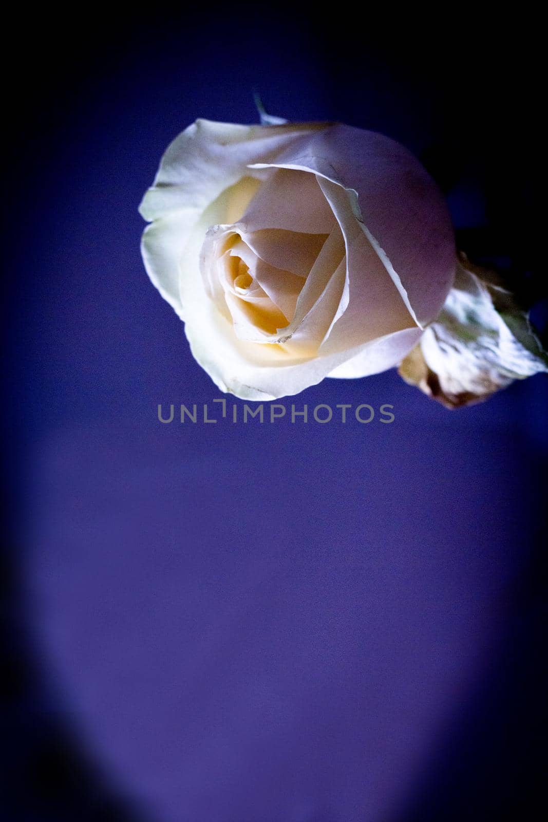 Yellow rose bud on dark background. Sad scene