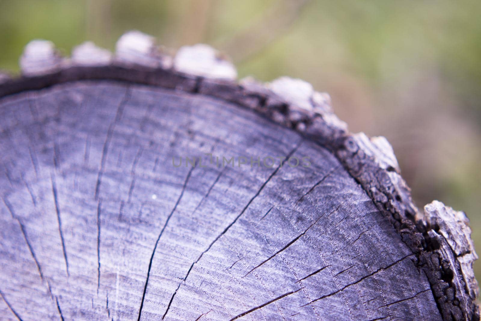 Rings from the trunk of a cut tree. Copy space