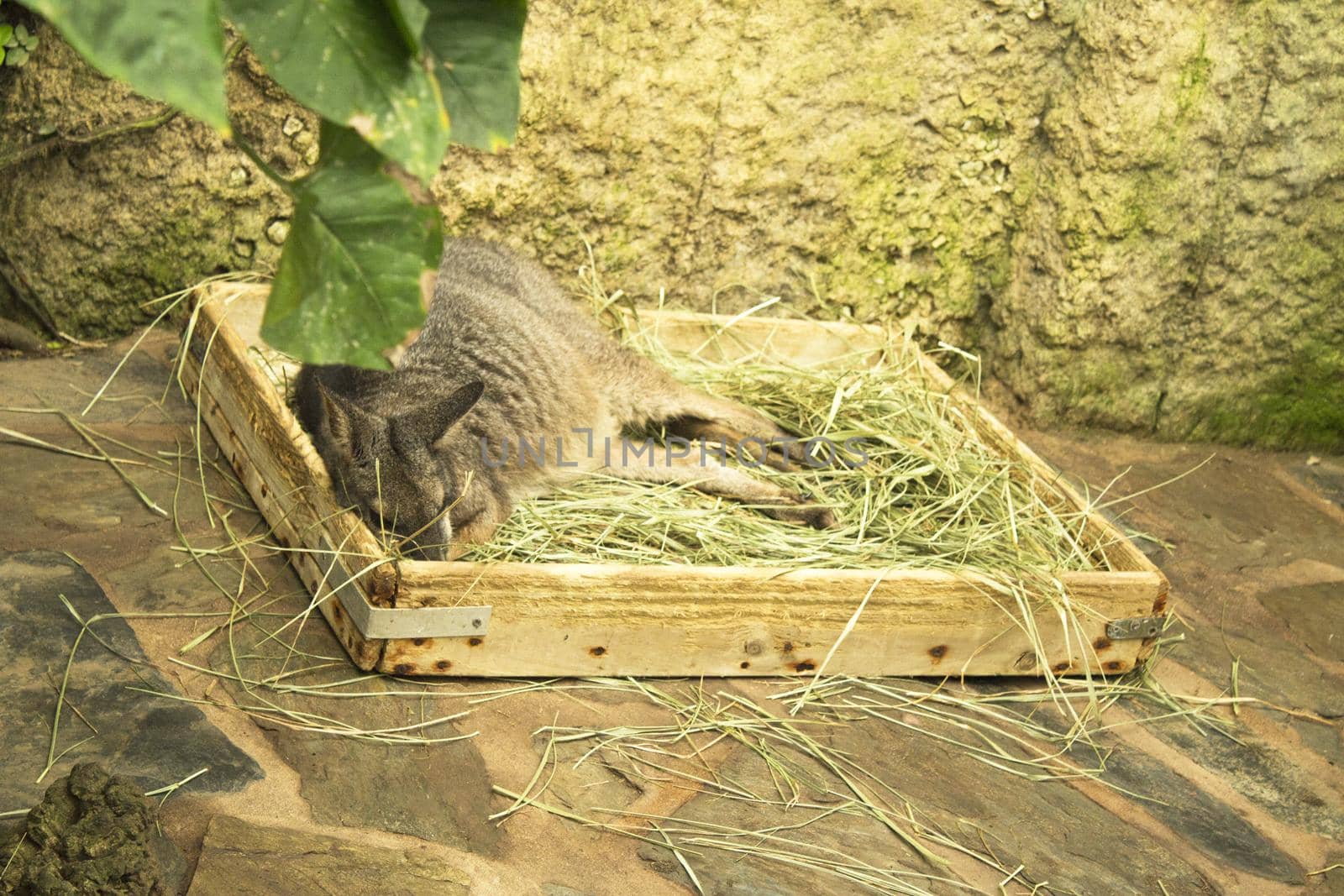 Tammar Wallaby Kangaroo sleeping in wooden box with herbs. No people