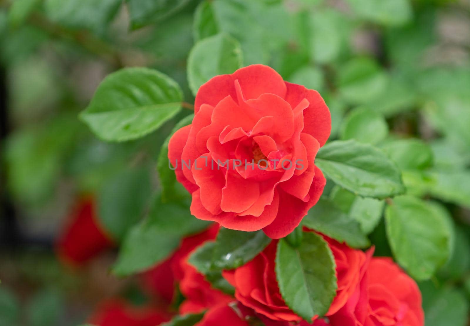 Red roses on a green blurred background of leaves. Beauty of nature.