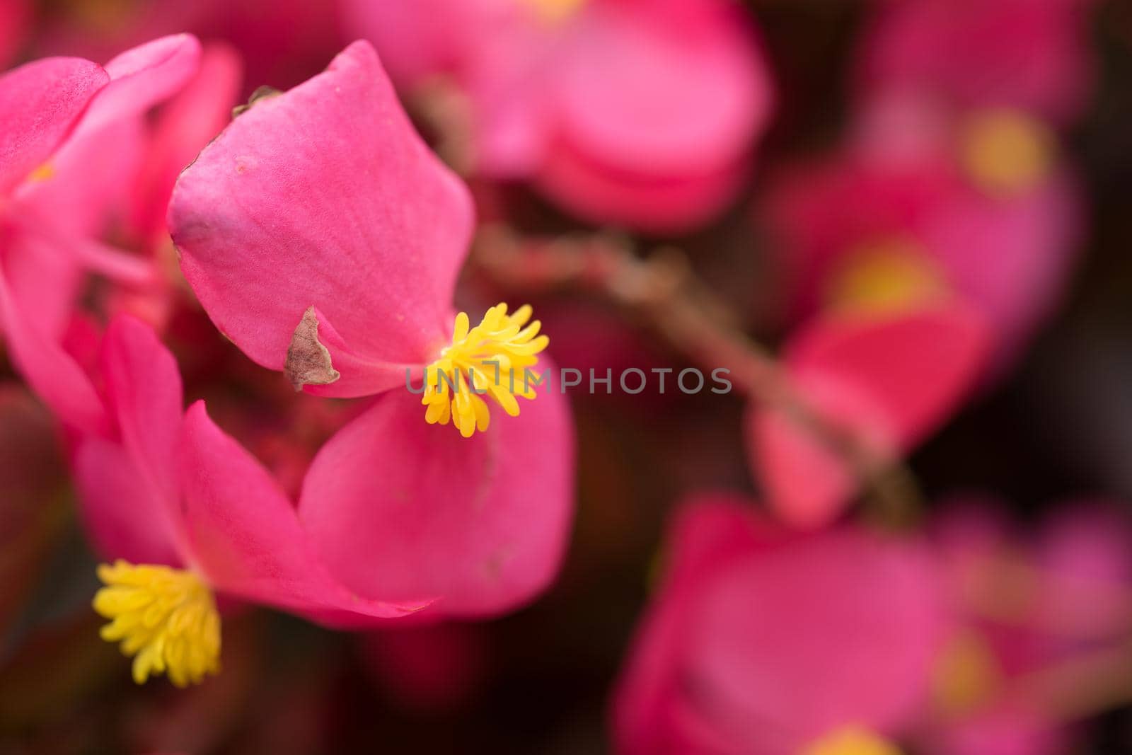 Pink floral background with flowers of begonia closeup